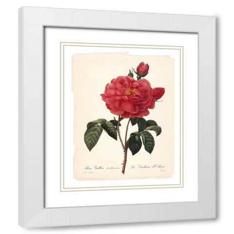 Red Botanical III White Modern Wood Framed Art Print with Double Matting by Robinson, Carol