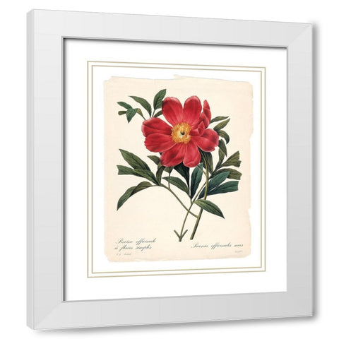 Red Botanical IV White Modern Wood Framed Art Print with Double Matting by Robinson, Carol