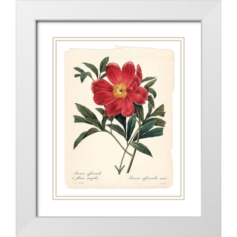 Red Botanical IV White Modern Wood Framed Art Print with Double Matting by Robinson, Carol
