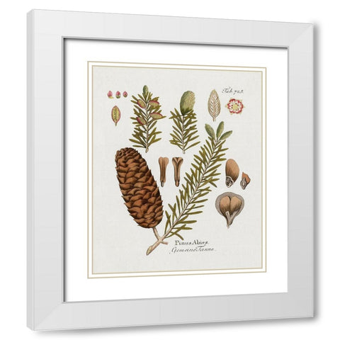Botanical Fir White Modern Wood Framed Art Print with Double Matting by Donovan, Kelly