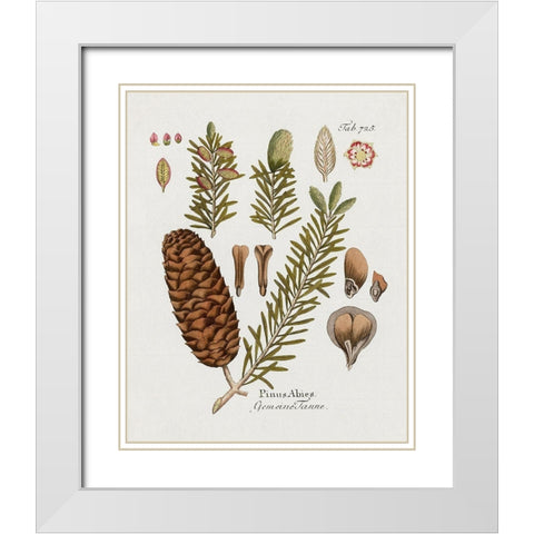Botanical Fir White Modern Wood Framed Art Print with Double Matting by Donovan, Kelly
