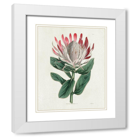 Protea N13 White Modern Wood Framed Art Print with Double Matting by Donovan, Kelly