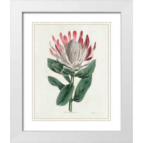 Protea N13 White Modern Wood Framed Art Print with Double Matting by Donovan, Kelly