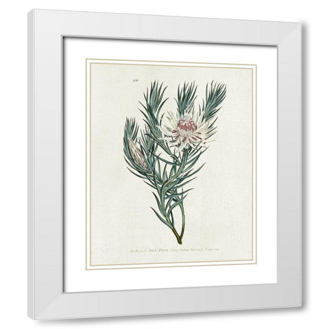 Protea N33 White Modern Wood Framed Art Print with Double Matting by Donovan, Kelly