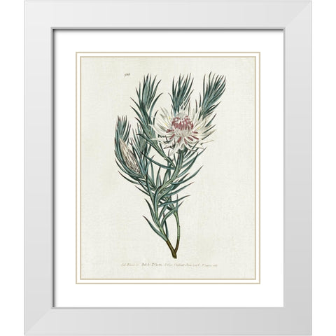 Protea N33 White Modern Wood Framed Art Print with Double Matting by Donovan, Kelly