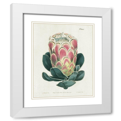 Protea N83 White Modern Wood Framed Art Print with Double Matting by Donovan, Kelly