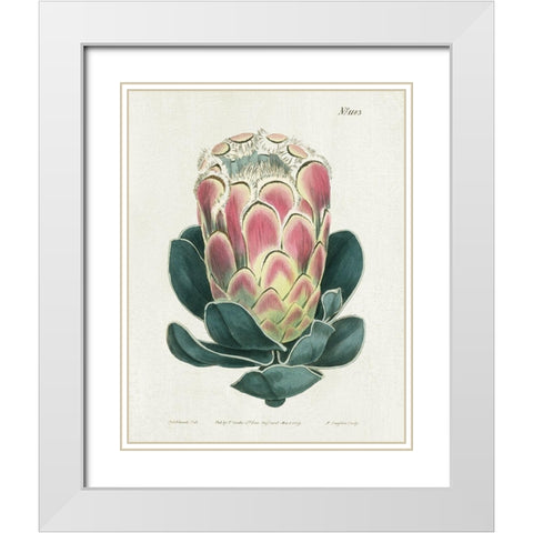 Protea N83 White Modern Wood Framed Art Print with Double Matting by Donovan, Kelly