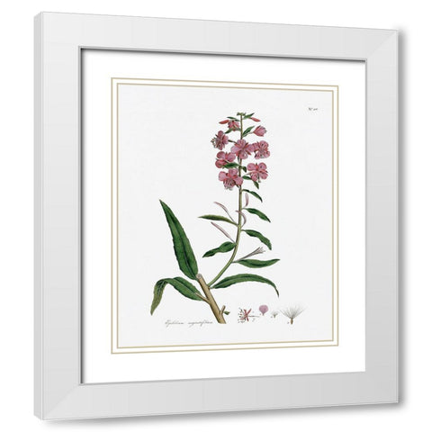Rose Botanical I White Modern Wood Framed Art Print with Double Matting by CAD Designs