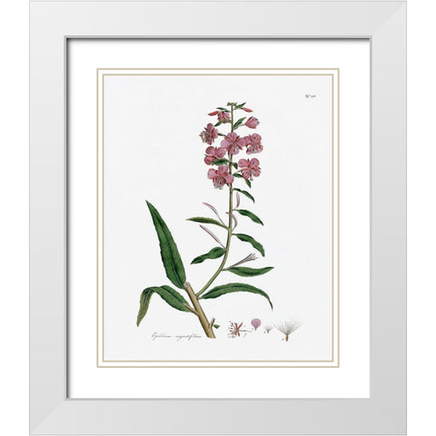 Rose Botanical I White Modern Wood Framed Art Print with Double Matting by CAD Designs