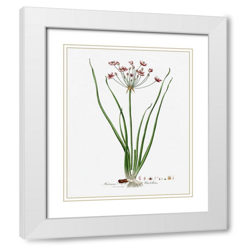 Rose Botanical II White Modern Wood Framed Art Print with Double Matting by CAD Designs