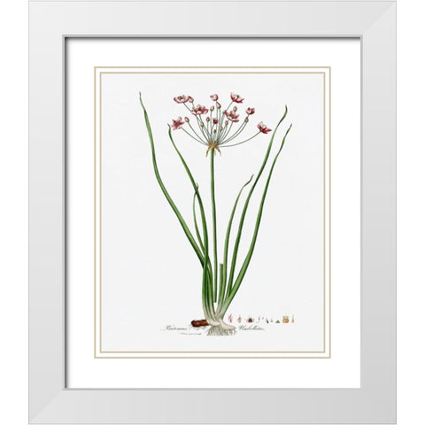 Rose Botanical II White Modern Wood Framed Art Print with Double Matting by CAD Designs