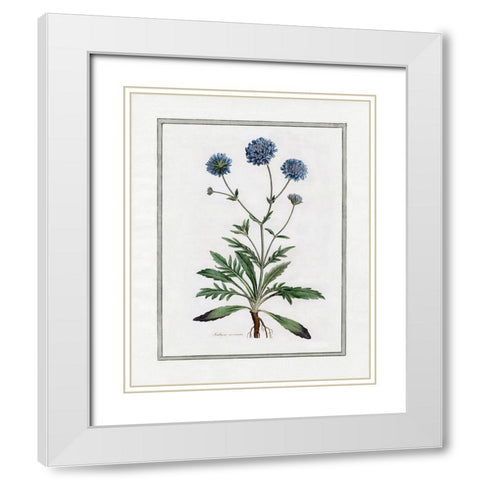 Soft Botanical II White Modern Wood Framed Art Print with Double Matting by CAD Designs