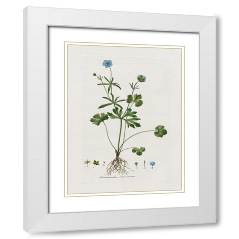 Buttercup Study White Modern Wood Framed Art Print with Double Matting by Donovan, Kelly