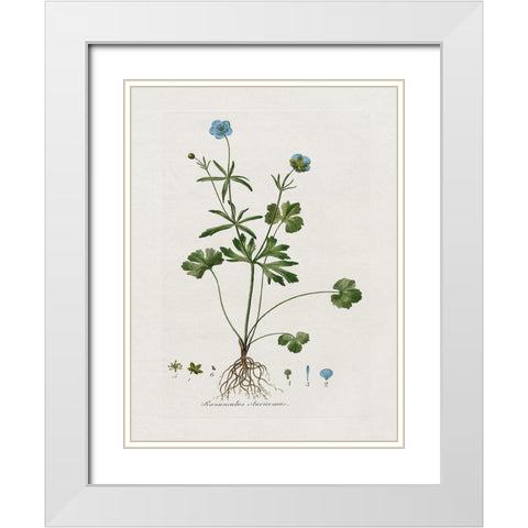 Buttercup Study White Modern Wood Framed Art Print with Double Matting by Donovan, Kelly