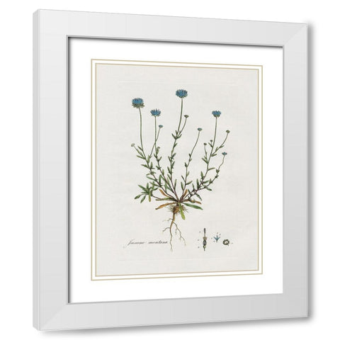 Bellflower Study White Modern Wood Framed Art Print with Double Matting by Donovan, Kelly
