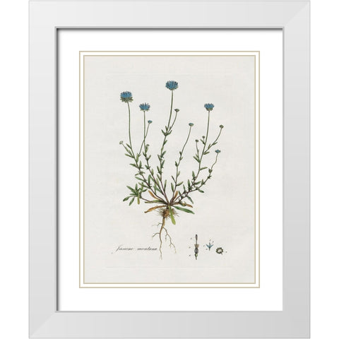 Bellflower Study White Modern Wood Framed Art Print with Double Matting by Donovan, Kelly