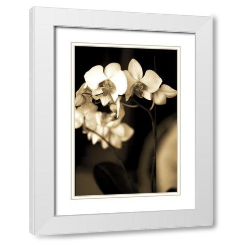Exotic Blooms White Modern Wood Framed Art Print with Double Matting by Ryan, Cinzia