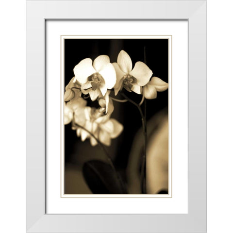 Exotic Blooms White Modern Wood Framed Art Print with Double Matting by Ryan, Cinzia