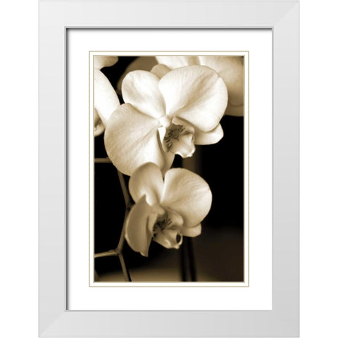 Exotic Blooms White Modern Wood Framed Art Print with Double Matting by Ryan, Cinzia
