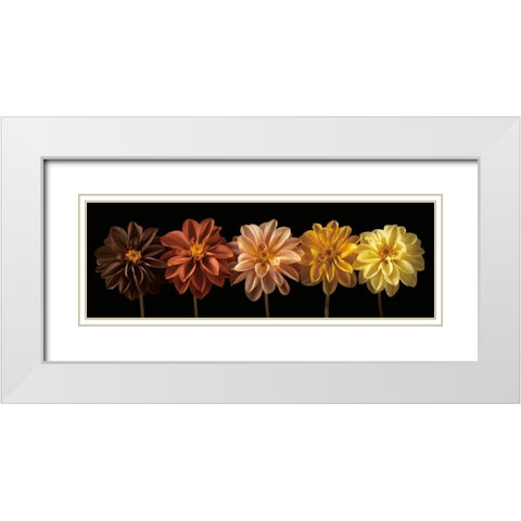 Floral Salute White Modern Wood Framed Art Print with Double Matting by Frank, Assaf