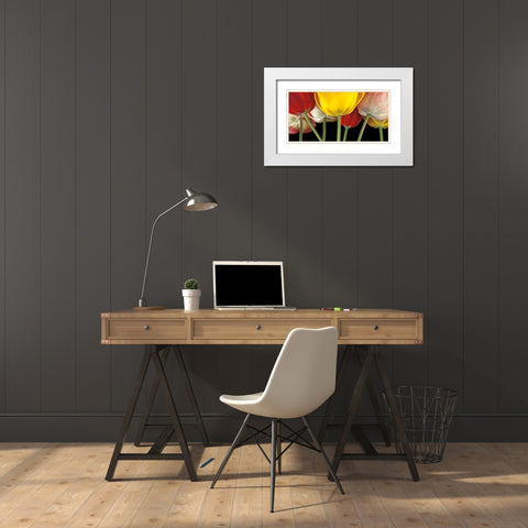 Sunshine Tulips White Modern Wood Framed Art Print with Double Matting by Frank, Assaf
