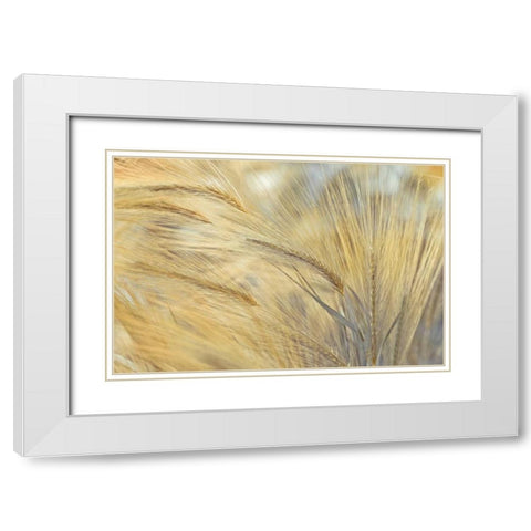 Foxtail White Modern Wood Framed Art Print with Double Matting by Frank, Assaf