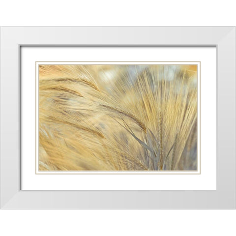 Foxtail White Modern Wood Framed Art Print with Double Matting by Frank, Assaf