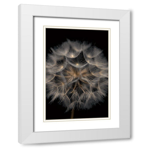 Fragile Beauty White Modern Wood Framed Art Print with Double Matting by Frank, Assaf