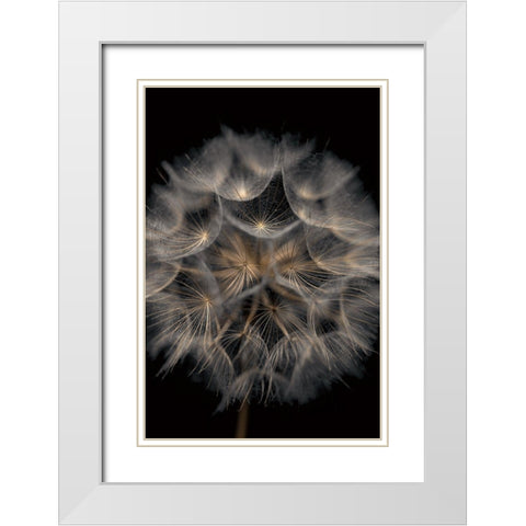 Fragile Beauty White Modern Wood Framed Art Print with Double Matting by Frank, Assaf