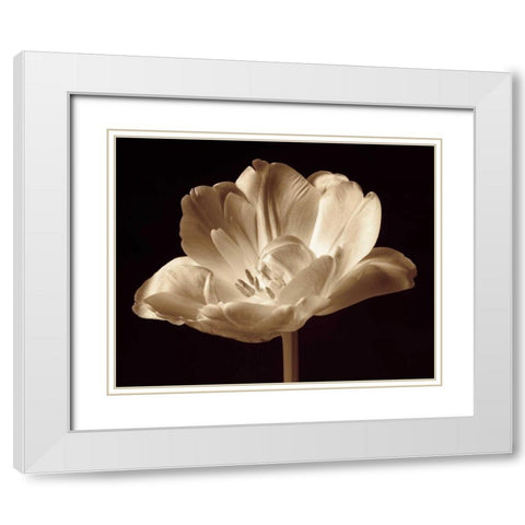 Champagne Tulip III White Modern Wood Framed Art Print with Double Matting by Britt, Charles