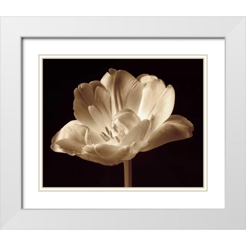 Champagne Tulip III White Modern Wood Framed Art Print with Double Matting by Britt, Charles