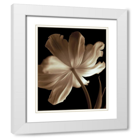 Champagne Tulip II White Modern Wood Framed Art Print with Double Matting by Britt, Charles