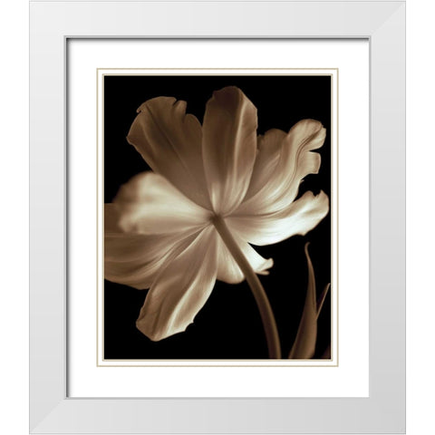Champagne Tulip II White Modern Wood Framed Art Print with Double Matting by Britt, Charles
