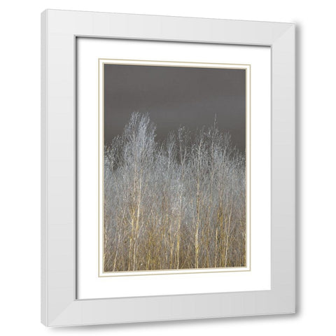 Silver Forest II White Modern Wood Framed Art Print with Double Matting by Frank, Assaf