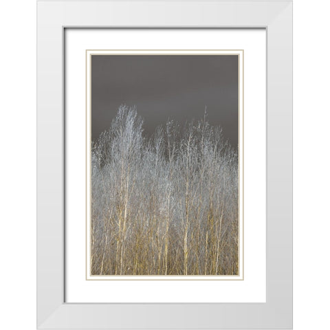 Silver Forest II White Modern Wood Framed Art Print with Double Matting by Frank, Assaf