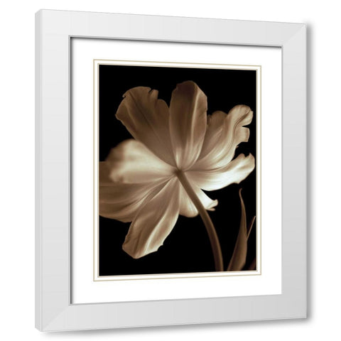Champagne Tulip II White Modern Wood Framed Art Print with Double Matting by Britt, Charles