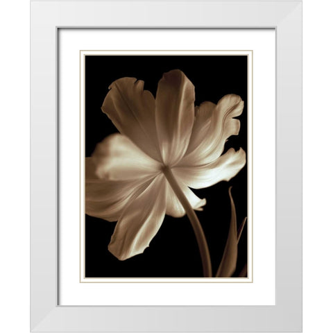 Champagne Tulip II White Modern Wood Framed Art Print with Double Matting by Britt, Charles
