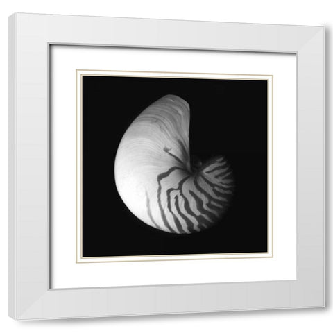 Shell Collection III White Modern Wood Framed Art Print with Double Matting by Szilagyi, Ily