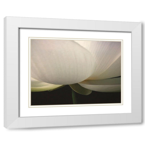 Lotus Stem White Modern Wood Framed Art Print with Double Matting by Christensen, Jim