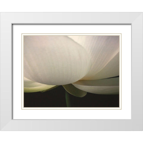 Lotus Stem White Modern Wood Framed Art Print with Double Matting by Christensen, Jim