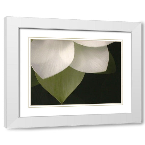 Lotus Closeup II White Modern Wood Framed Art Print with Double Matting by Christensen, Jim