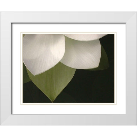 Lotus Closeup II White Modern Wood Framed Art Print with Double Matting by Christensen, Jim