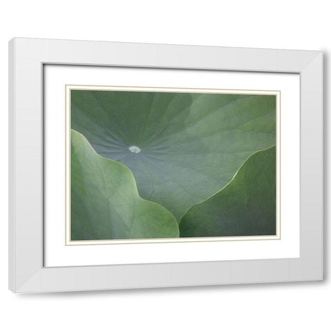 Lotus Leaves White Modern Wood Framed Art Print with Double Matting by Christensen, Jim