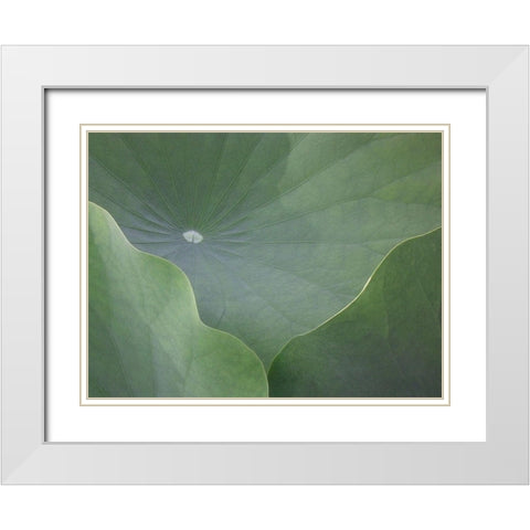 Lotus Leaves White Modern Wood Framed Art Print with Double Matting by Christensen, Jim
