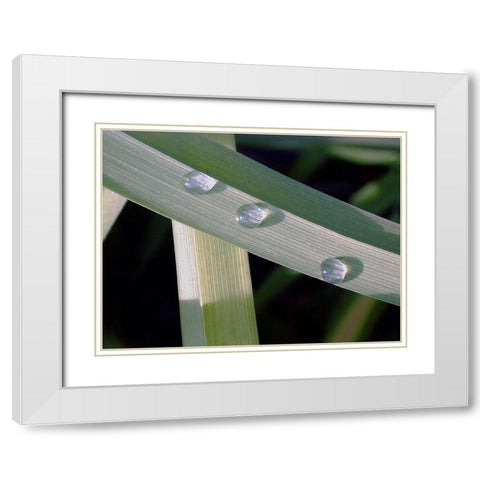 Leaf Design White Modern Wood Framed Art Print with Double Matting by Christensen, Jim