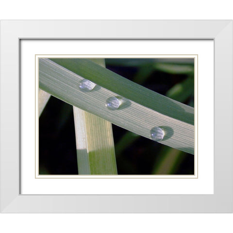Leaf Design White Modern Wood Framed Art Print with Double Matting by Christensen, Jim