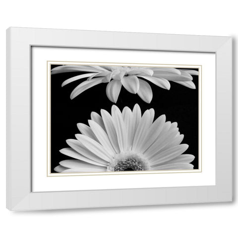 Daisies White Modern Wood Framed Art Print with Double Matting by Christensen, Jim