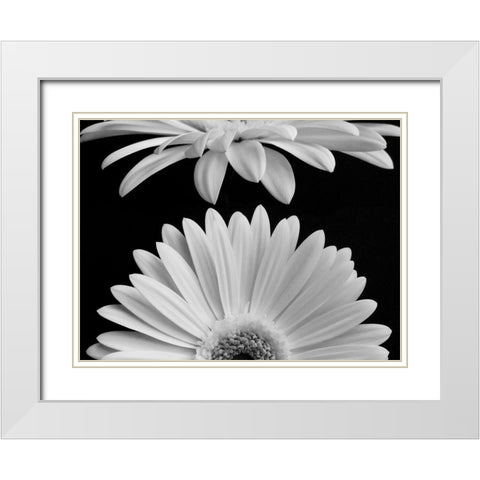 Daisies White Modern Wood Framed Art Print with Double Matting by Christensen, Jim