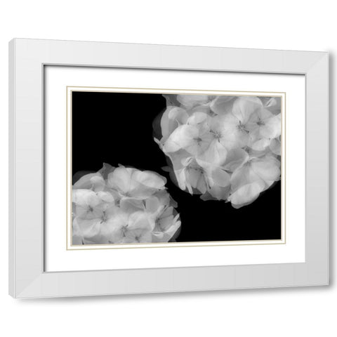 Hydrangea White Modern Wood Framed Art Print with Double Matting by Christensen, Jim