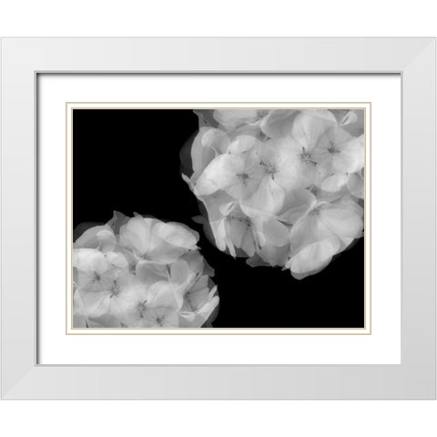 Hydrangea White Modern Wood Framed Art Print with Double Matting by Christensen, Jim